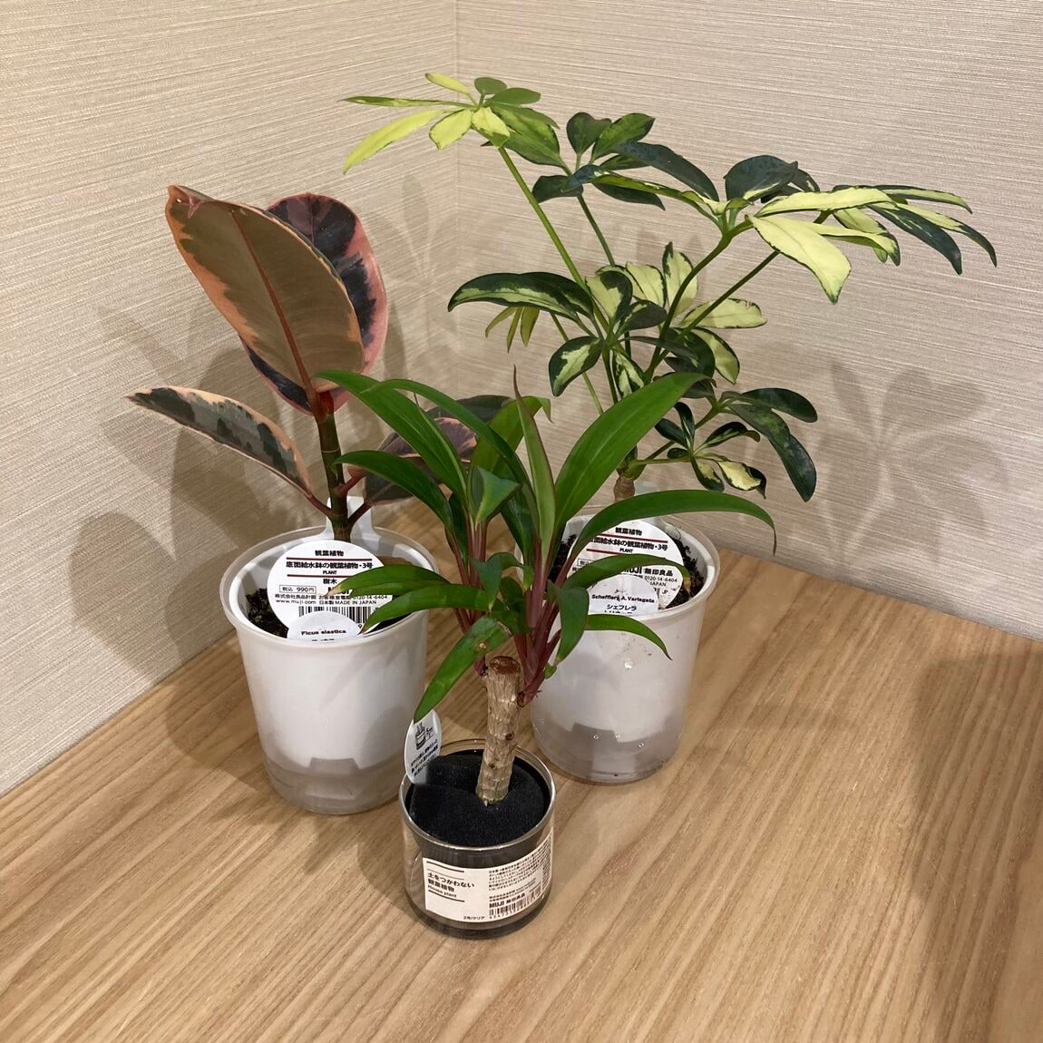 観葉植物