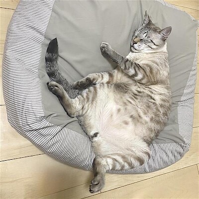 【ヨシヅヤ笠松】スタッフJのリアルバイ