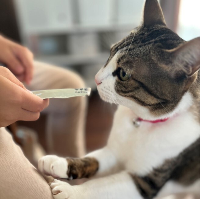 猫が欲しがる様子