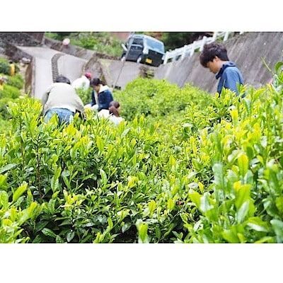 【ビバシティ彦根】9/13(土)14(日) 出店者紹介《政所茶レン茶゛―》 