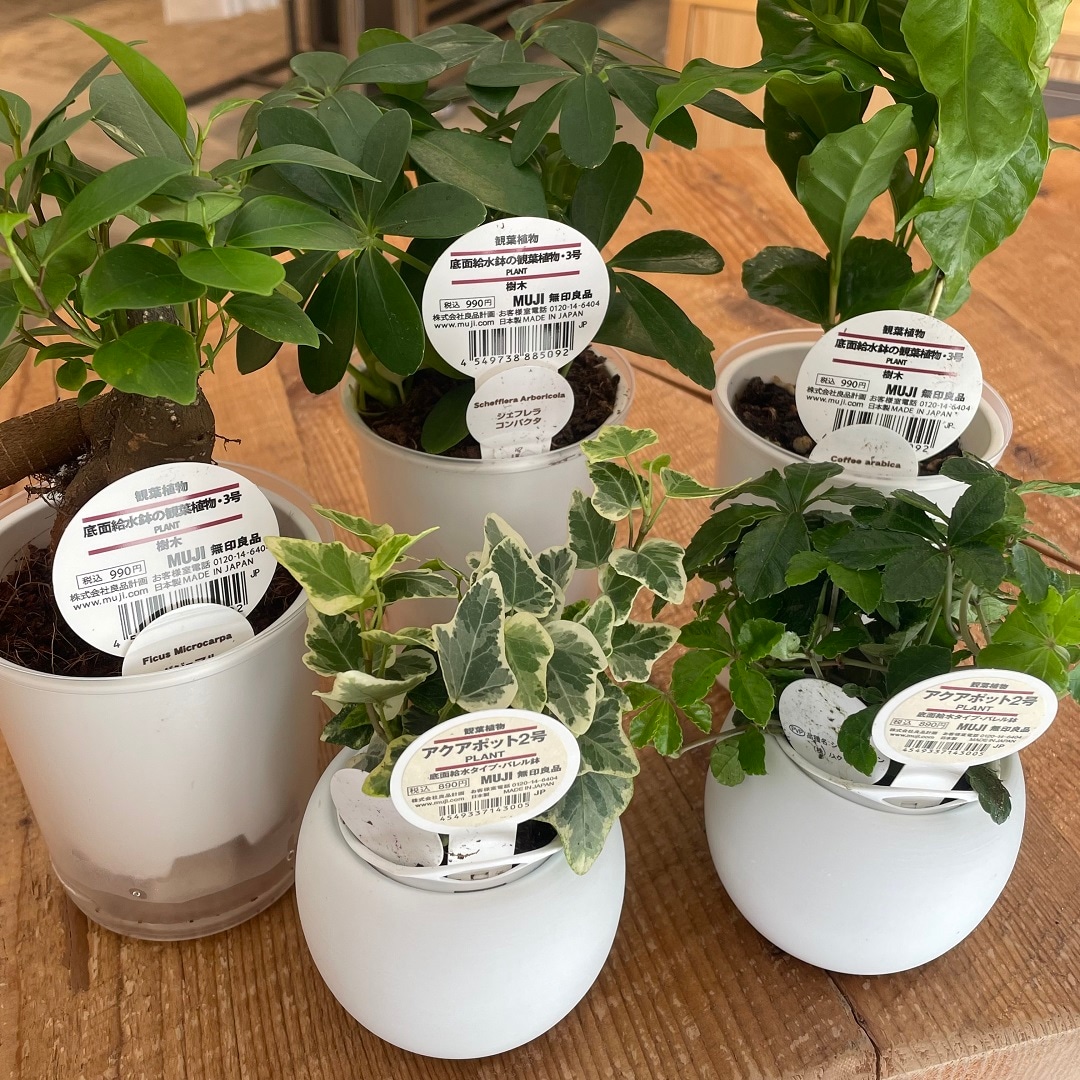 植物まとめ