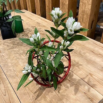 【SCオークワ南紀】　展示中のお花をご紹介いたします。