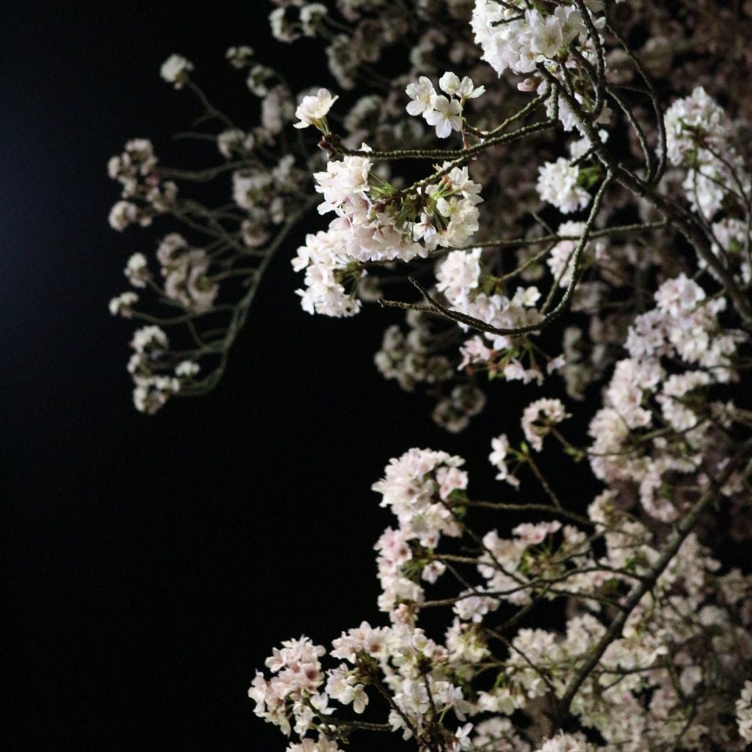 お花見アイコン