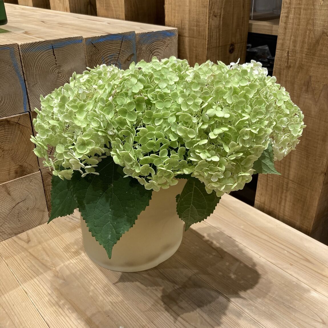 紫陽花の花