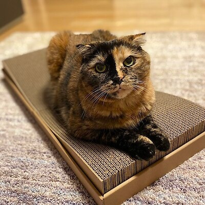 【青木島ショッピングパーク】新商品のペット用品をご紹介！ねこ編