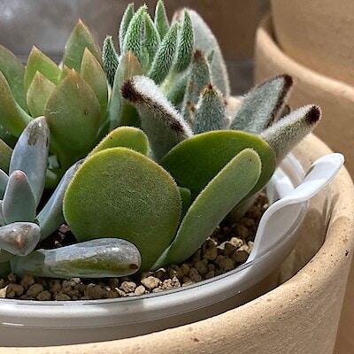 【イオンスタイル笹丘】多肉植物入荷しました！