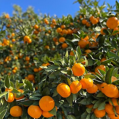 【サンリブBUONO萩原】熟した甘みがぎゅっと詰まった温州みかんが入りました【温州みかん】