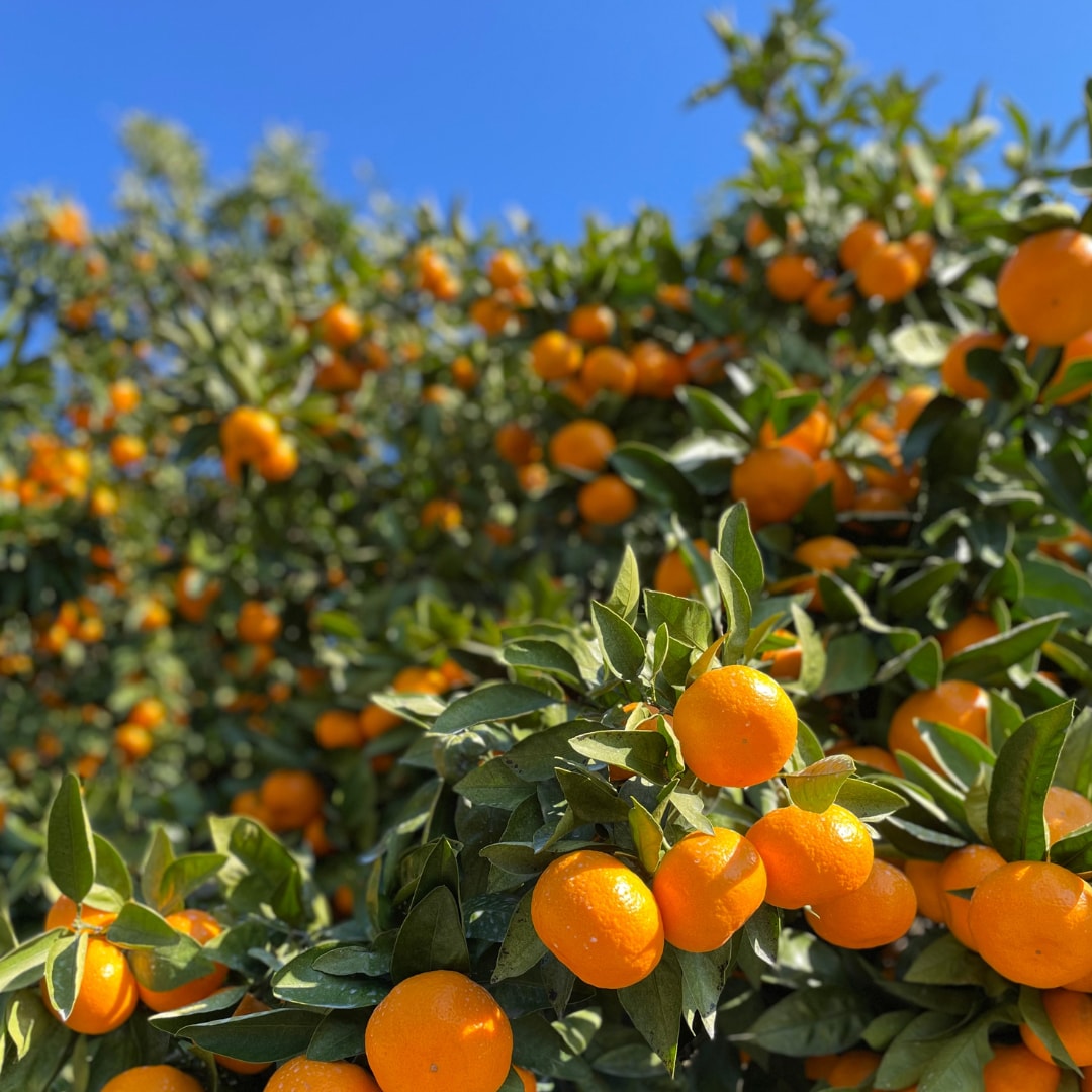 046843_20251216_01_00