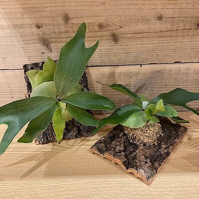 ビカクシダ ネザーランド板付ワークショップのご案内　