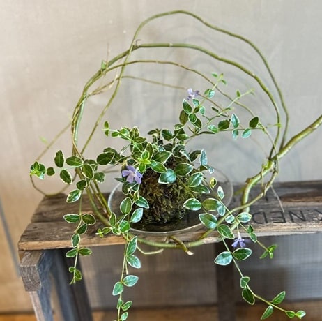苔玉１