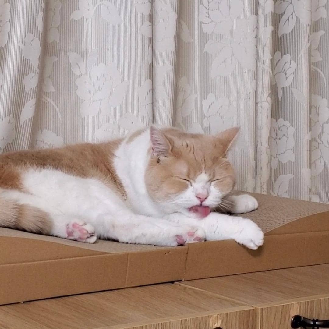 【知多】新商品のお知らせ | ペット用グッズ