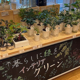 【知多】スタッフのおすすめ vol.84| グリーンシリーズ