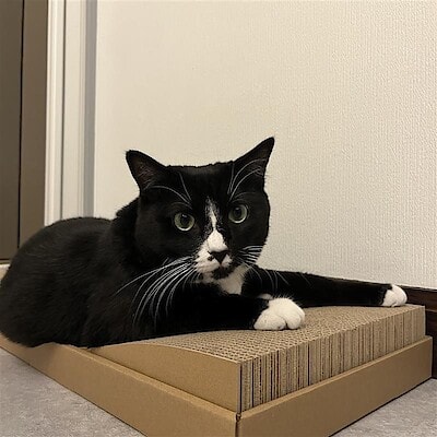 【富山堀川本郷】NEW！猫ちゃんグッズのご紹介