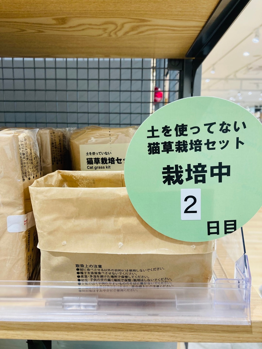 猫草