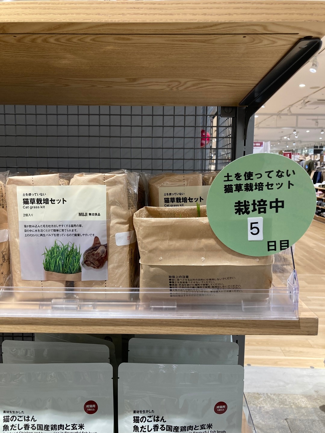 猫草