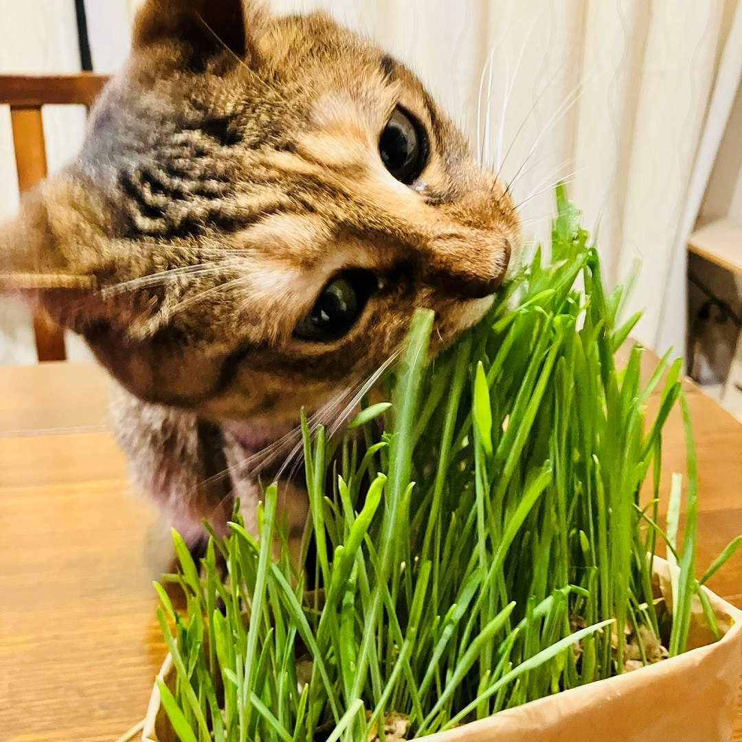 ④