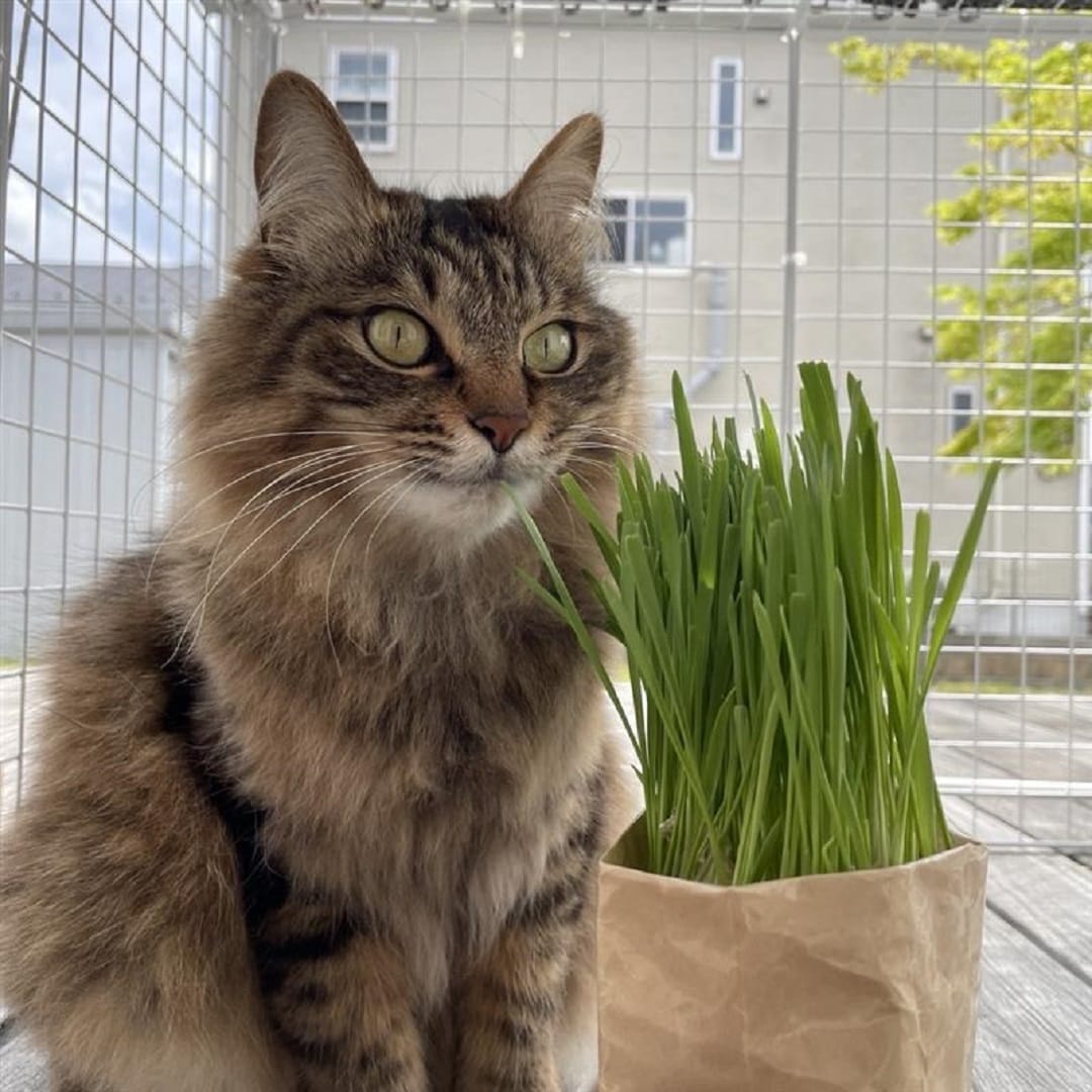 猫草