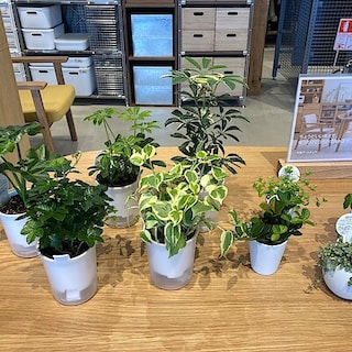 【天童長岡】無印良品のグリーン シリーズ②