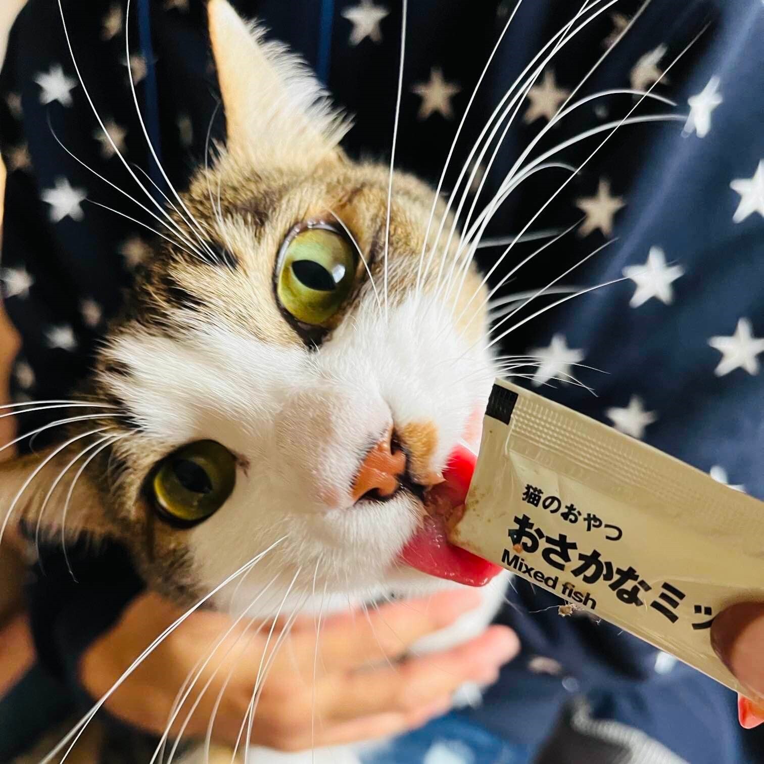ねこ