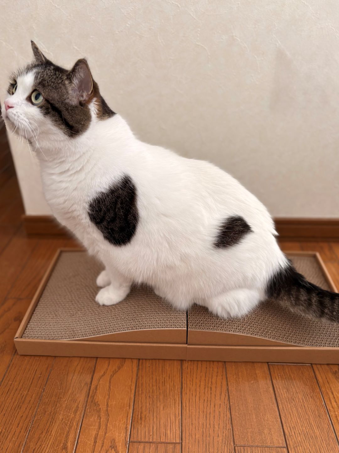 爪とぎ　トップ画