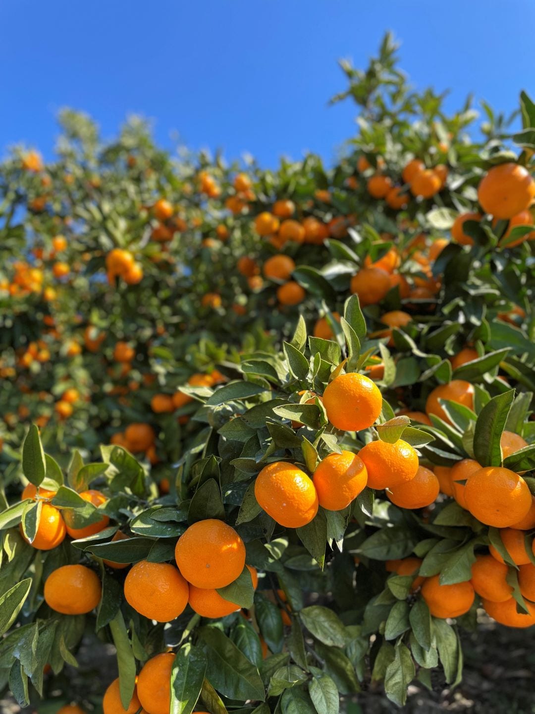 みかん　収穫前