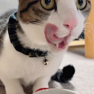 【富山大広田】2.22といえばネコの日！