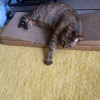 【東急プラザ新長田】ペット用品が入荷しました。