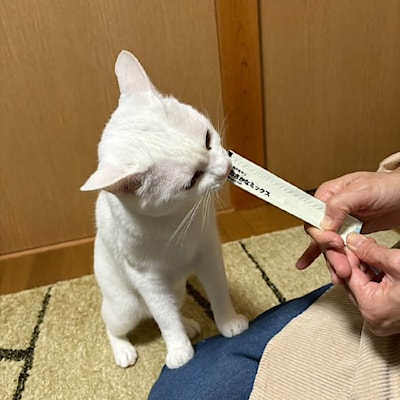 【イオンタウン富雄南】猫の日イベントのご案内