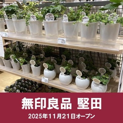 【堅田】観葉植物売り場