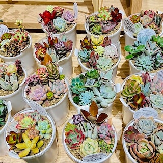 【フォレストモール甲斐竜王】多肉植物、入荷しました