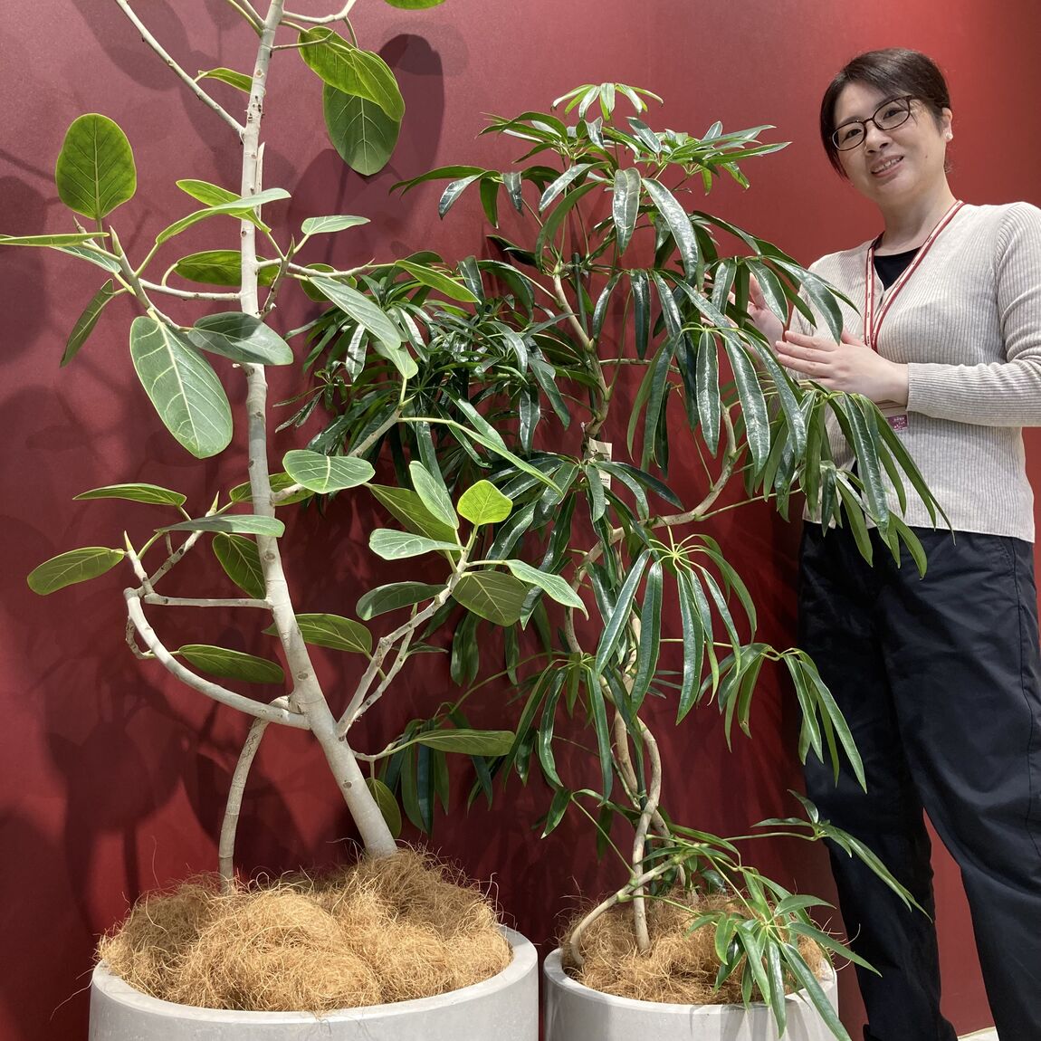 大きな観葉植物のご紹介