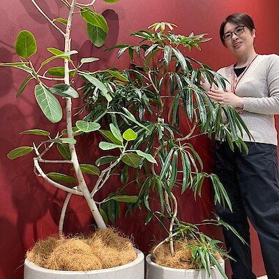 【ゆめタウン長府】大きな観葉植物のご紹介