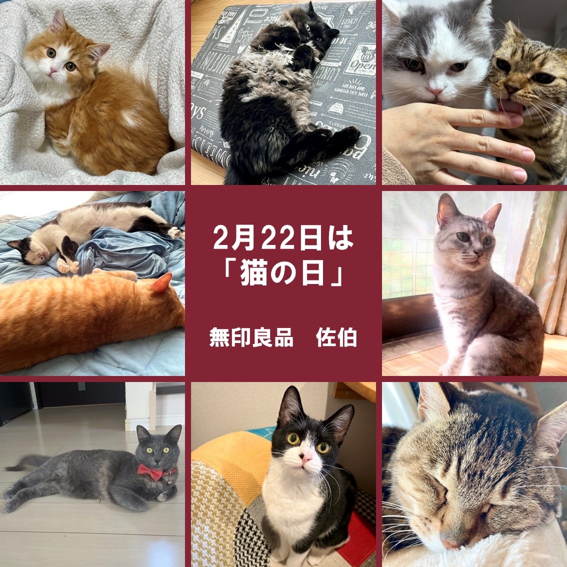2月22日は猫の日です。