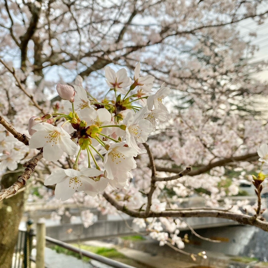 【イオン松江】桜の季節