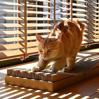 【オズメッセ】2.22　猫の日