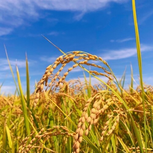 【アクロスプラザ長岡】9月27日つながる市出店者ご紹介｜TSUBAME FARM