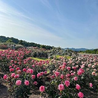 【CoCoLo長岡】香りひろがる、ばら園　