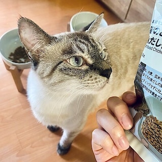 【エスパル福島】8月8日は「世界猫の日」