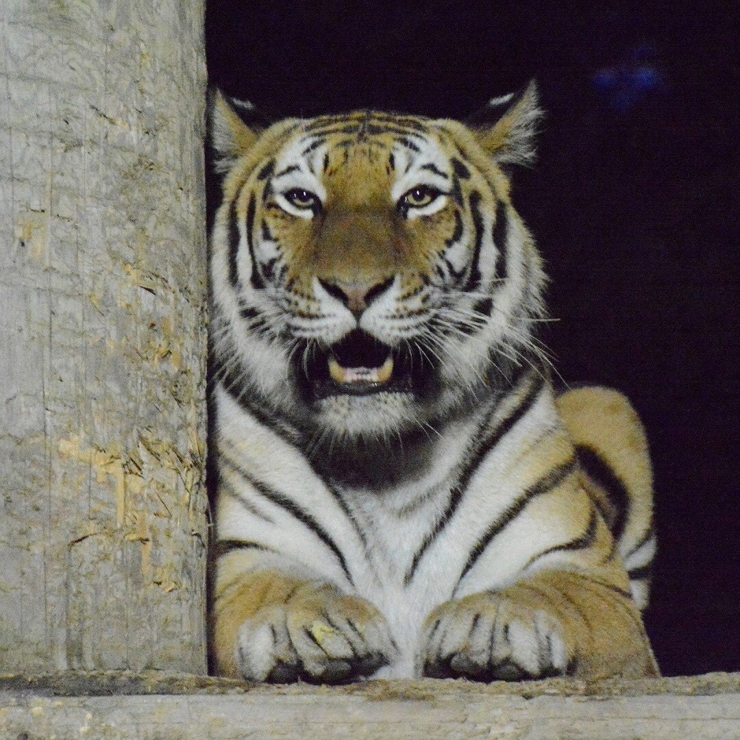 【秋田アルス】動物園に行こう