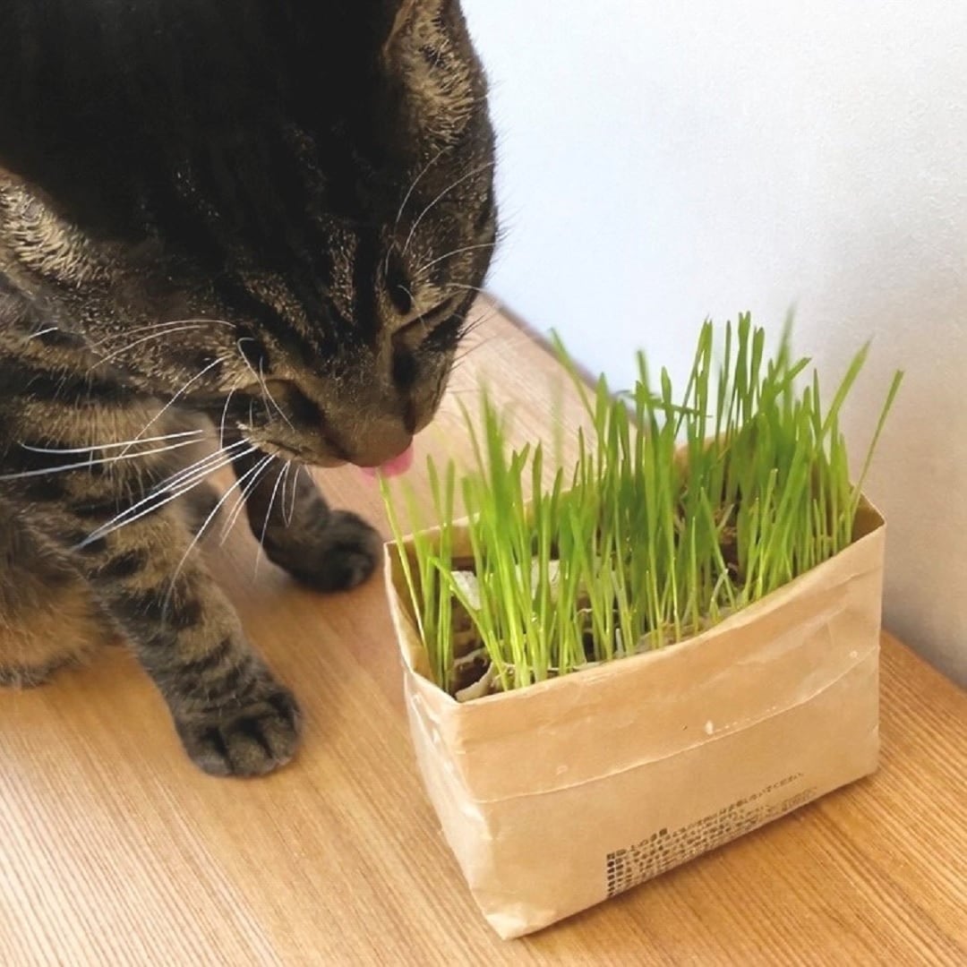 【ラブラ万代】2月22日は、猫の日