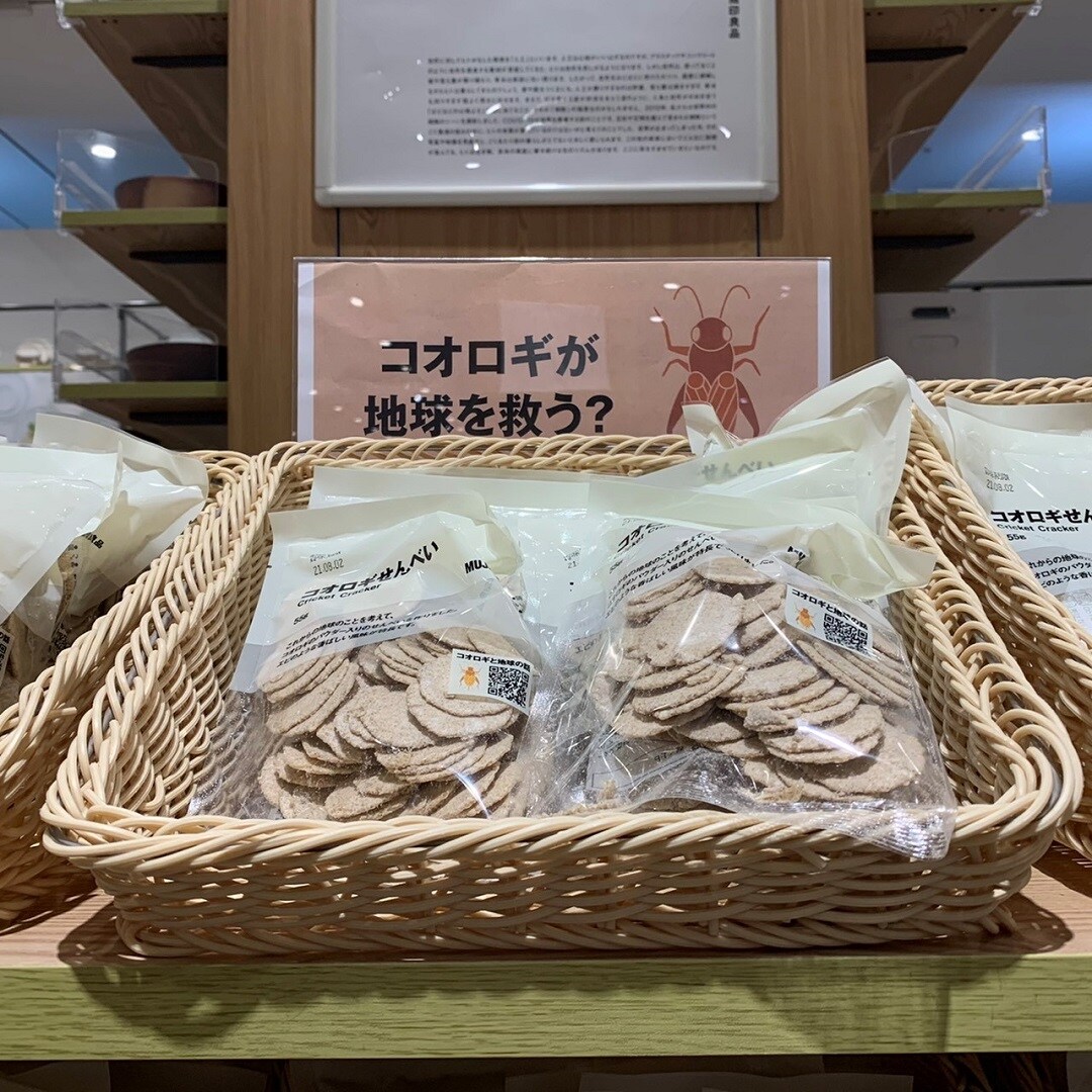 コオロギ