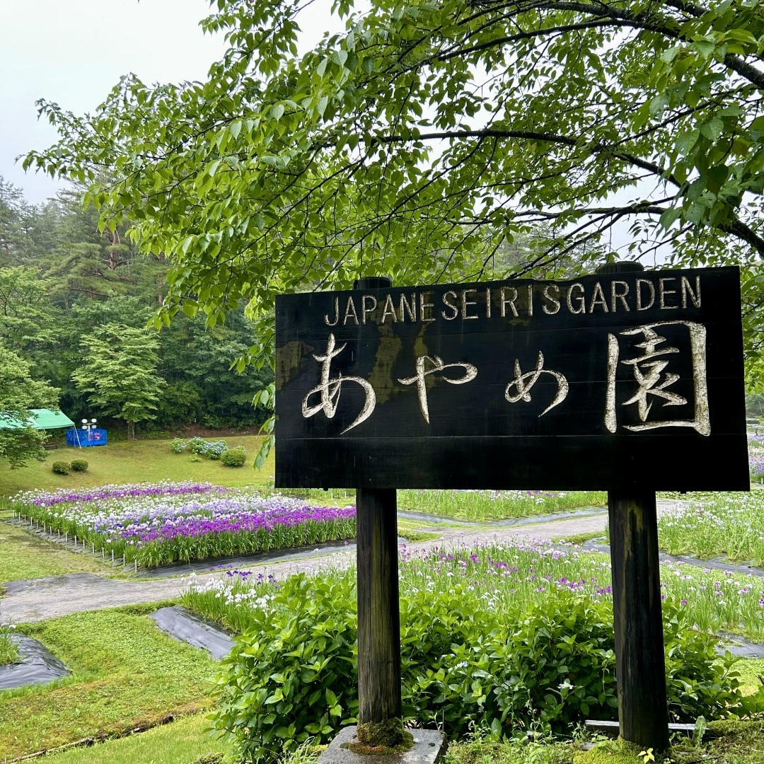 【イオンモール新発田】しばたあやめまつり