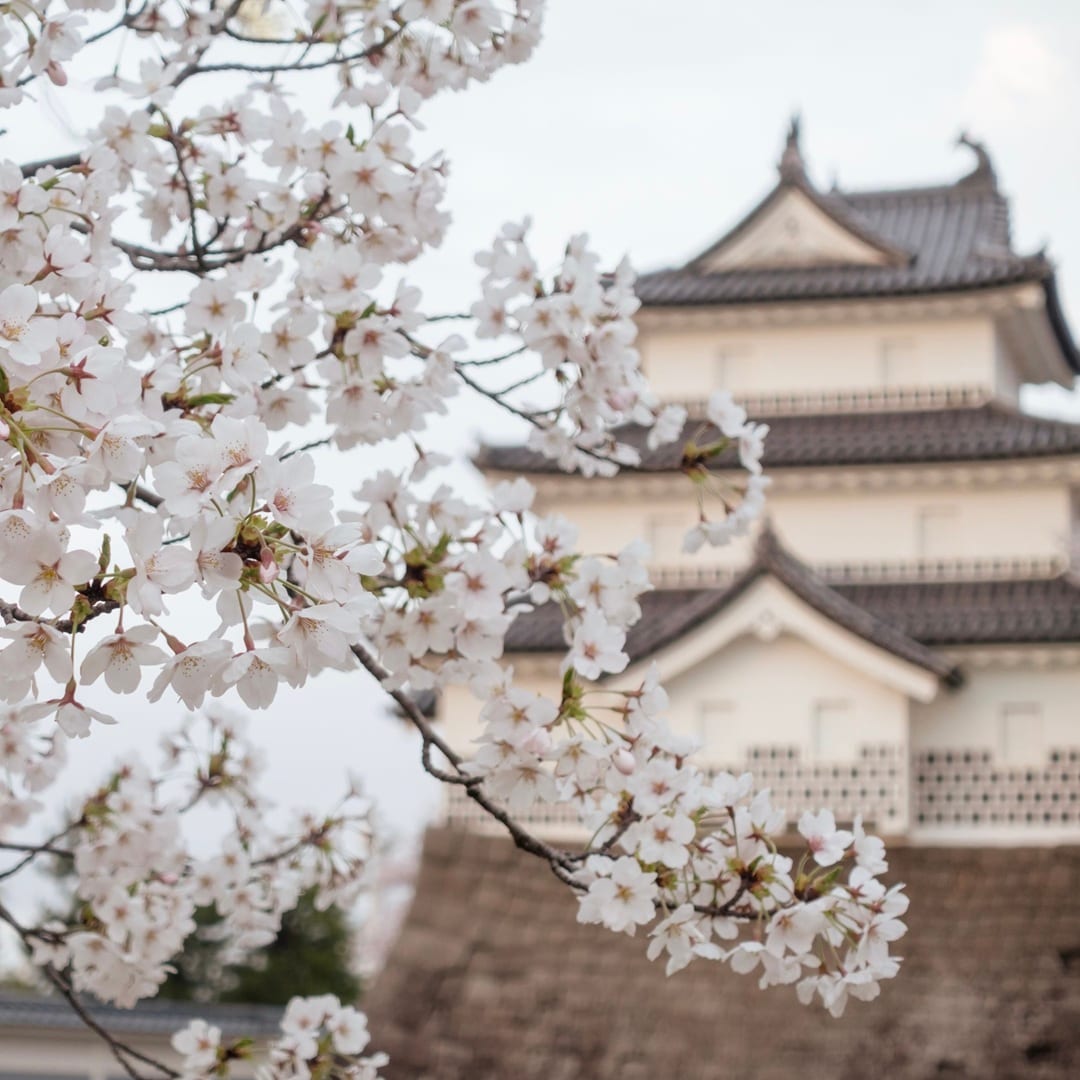 【イオンモール新発田】新発田城址公園桜まつり