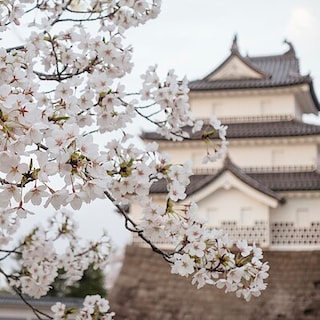 【イオンモール新発田】新発田城址公園桜まつり