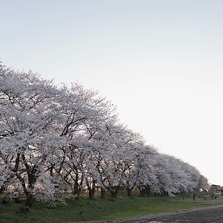 【イオンモール新発田】加治川桜まつり