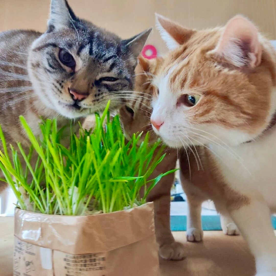 【イオンモール綾川】2月のおたより　～猫草栽培セット～