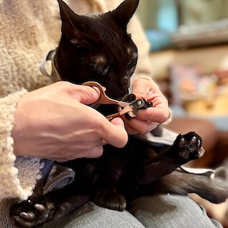 【イオンモール綾川】2月22日は猫の日