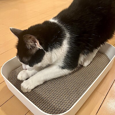 【イオンモール綾川】猫と暮らす日常に、ちょっとうれしい道具を。