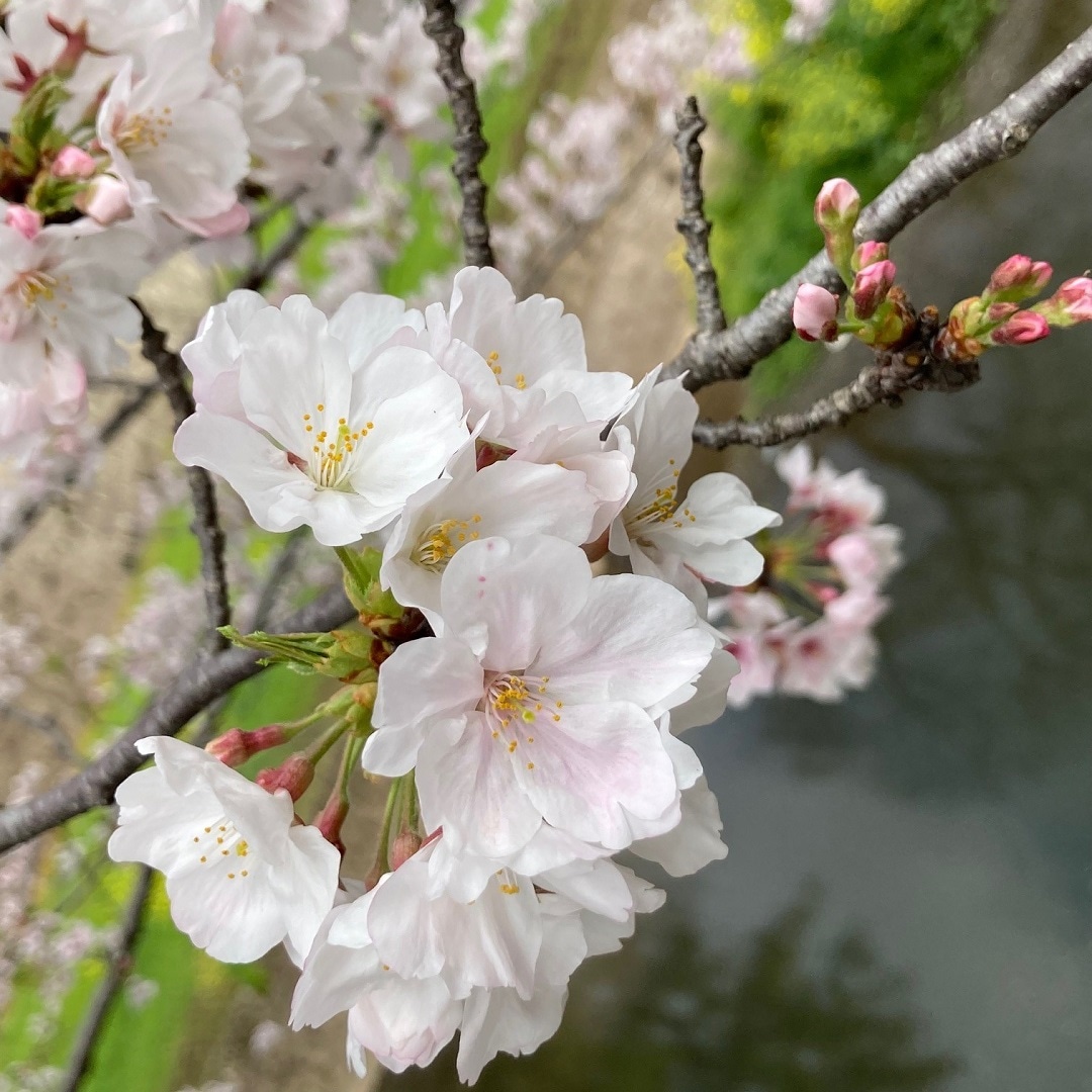 【COCOSA熊本下通】すこし歩くと、熊本城