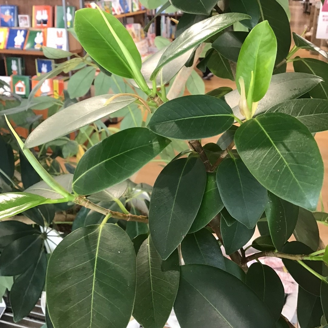 【COCOSA熊本下通】　新芽